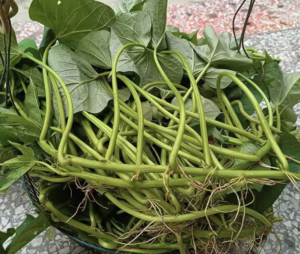 sweet-potato-vines