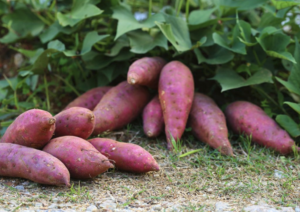 sweet-potatoes