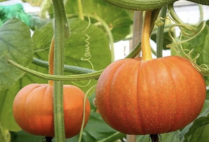 tender-pumpkin