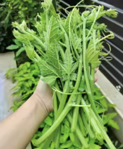 tender-pumpkin-vines
