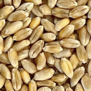 wheat-seeds