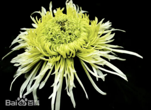yaotai-yufeng