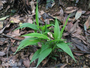 young-bamboo-leaves