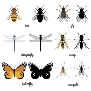 flying-insects