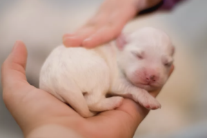 newborn-puppy