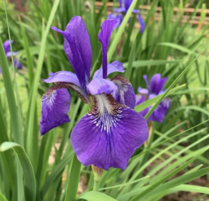 purple-iris