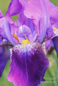 purple-iris-2