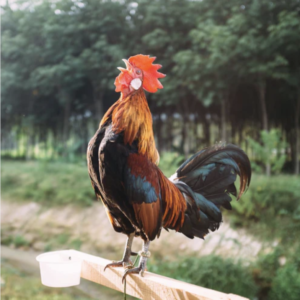 rooster